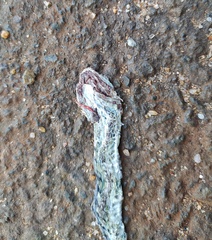 Dendrelaphis bifrenalis