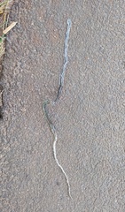 Dendrelaphis bifrenalis