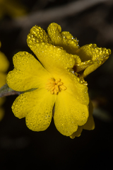 Hibbertia virgata