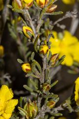 Hibbertia virgata