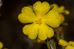 Hibbertia virgata