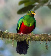 Pharomachrus auriceps