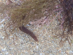Pholis gunnellus