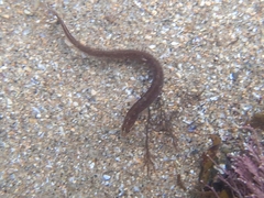 Pholis gunnellus