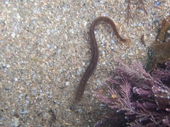 Pholis gunnellus