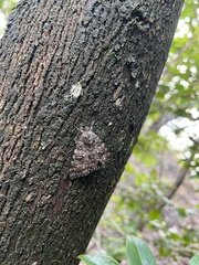 Catocala actaea