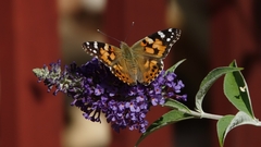 Vanessa cardui