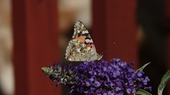 Vanessa cardui