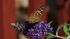 Vanessa cardui