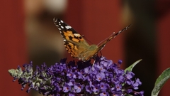Vanessa cardui