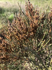 Allocasuarina mackliniana