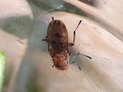 Suillia variegata