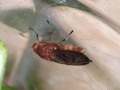 Suillia variegata