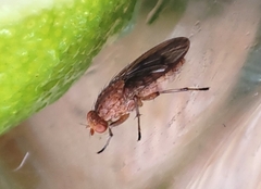 Suillia variegata