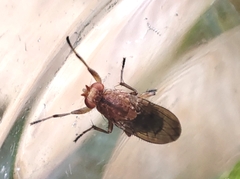 Suillia variegata