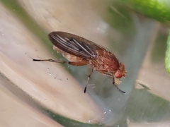 Suillia variegata