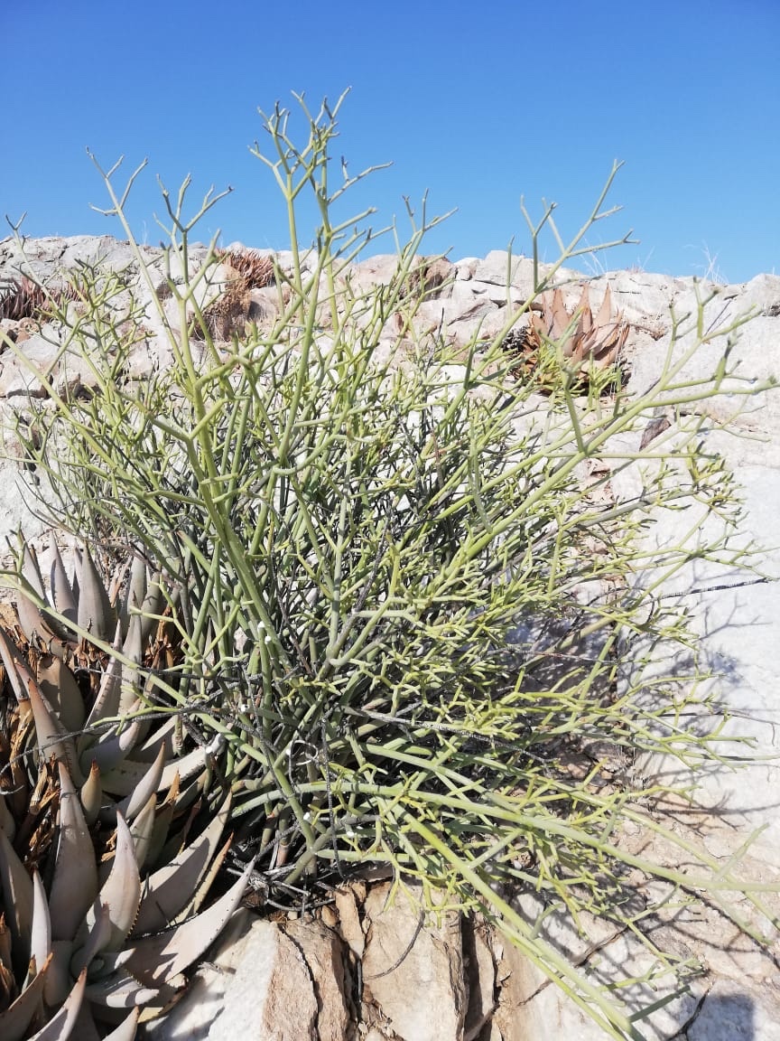 Euphorbia giessii