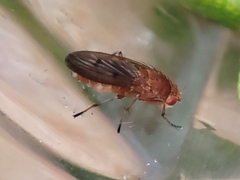 Suillia variegata