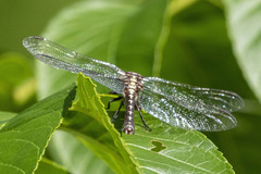 Ophiogomphus colubrinus