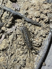 Allothereua maculata
