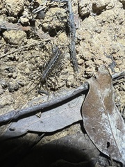 Allothereua maculata