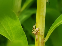 Philodromus cespitum