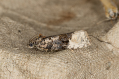 Apotomis betuletana