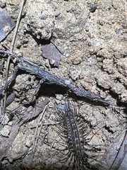 Allothereua maculata