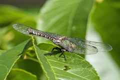 Ophiogomphus colubrinus