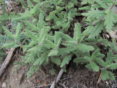 Veronica peduncularis