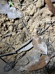 Allothereua maculata