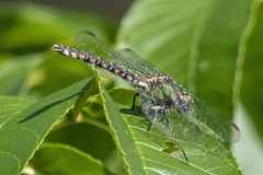 Ophiogomphus colubrinus