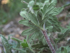 Veronica peduncularis