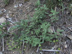 Veronica peduncularis