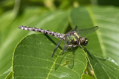 Ophiogomphus colubrinus