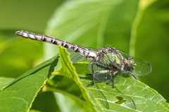 Ophiogomphus colubrinus