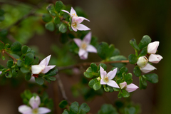 Boronia algida