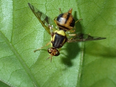 Bactrocera umbrosa