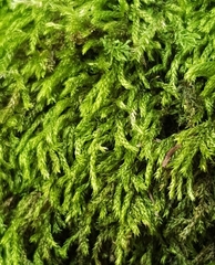 Cirriphyllum crassinervium