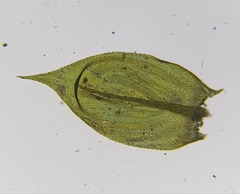 Cirriphyllum crassinervium