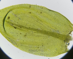 Cirriphyllum crassinervium