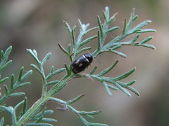 Cryptocephalus elegantulus