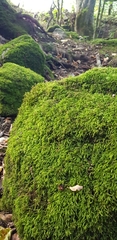 Cirriphyllum crassinervium