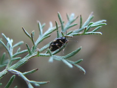 Cryptocephalus elegantulus