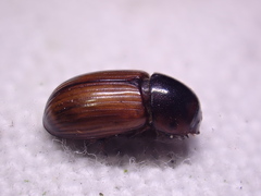 Bodilopsis rufa