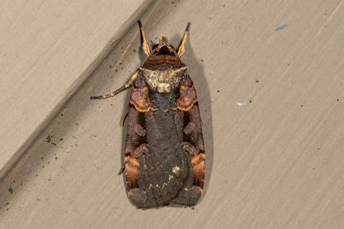 Pseudohermonassa bicarnea
