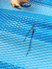 Platycnemis pennipes