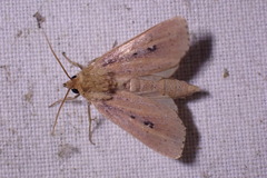 Globia sparganii