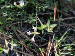 Trifolium breweri