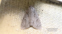 Acronicta major